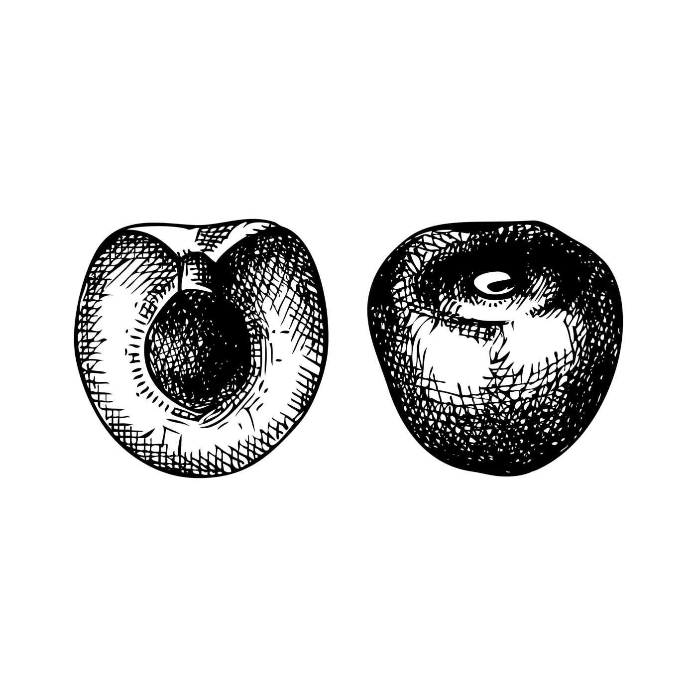Two individual cherry sketch. Hand-drawn vector illustrations. Summer berry fruit vintage drawings set. Botanical design elements. NOT AI generated Illustration